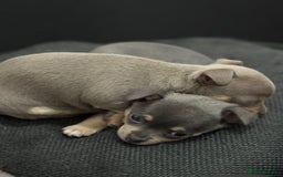 Chihuahua dogs for sale: 1 boy & 1 girl lilac/ grey chihuahuas  - Image 1