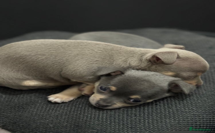 Chihuahua dogs - Advert 10