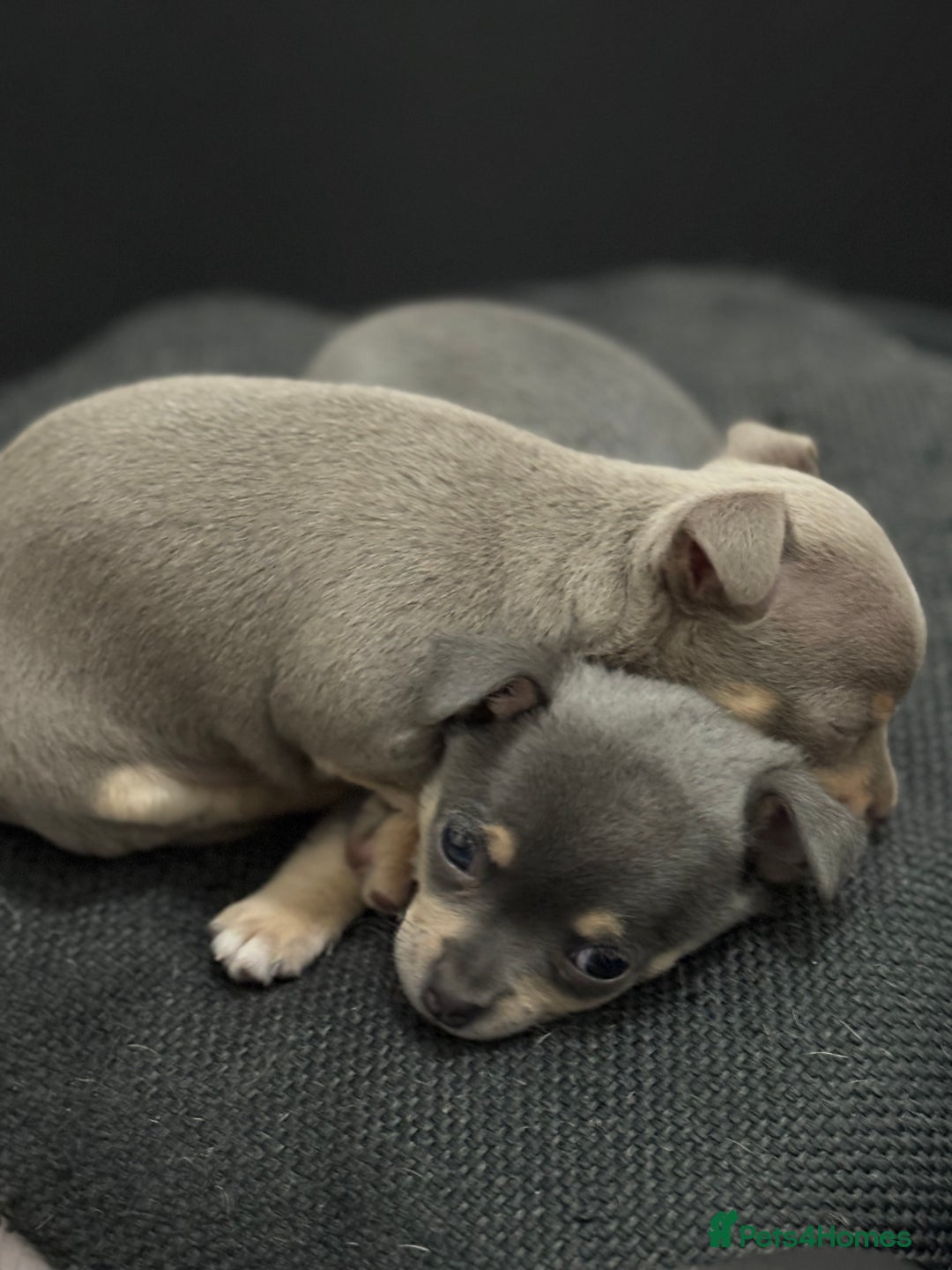 Chihuahua dogs for sale: 1 boy & 1 girl lilac/ grey chihuahuas  - Image 1