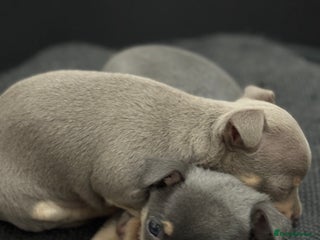 Chihuahua dogs - Advert 22