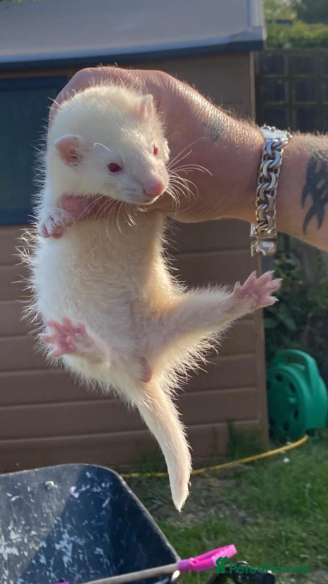 Ferret rodents for sale: Ferrets for sale - Advert 2