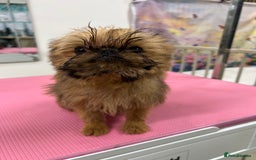 Griffon Bruxellois dogs for sale: Stunning red rough puppy  - Image 2