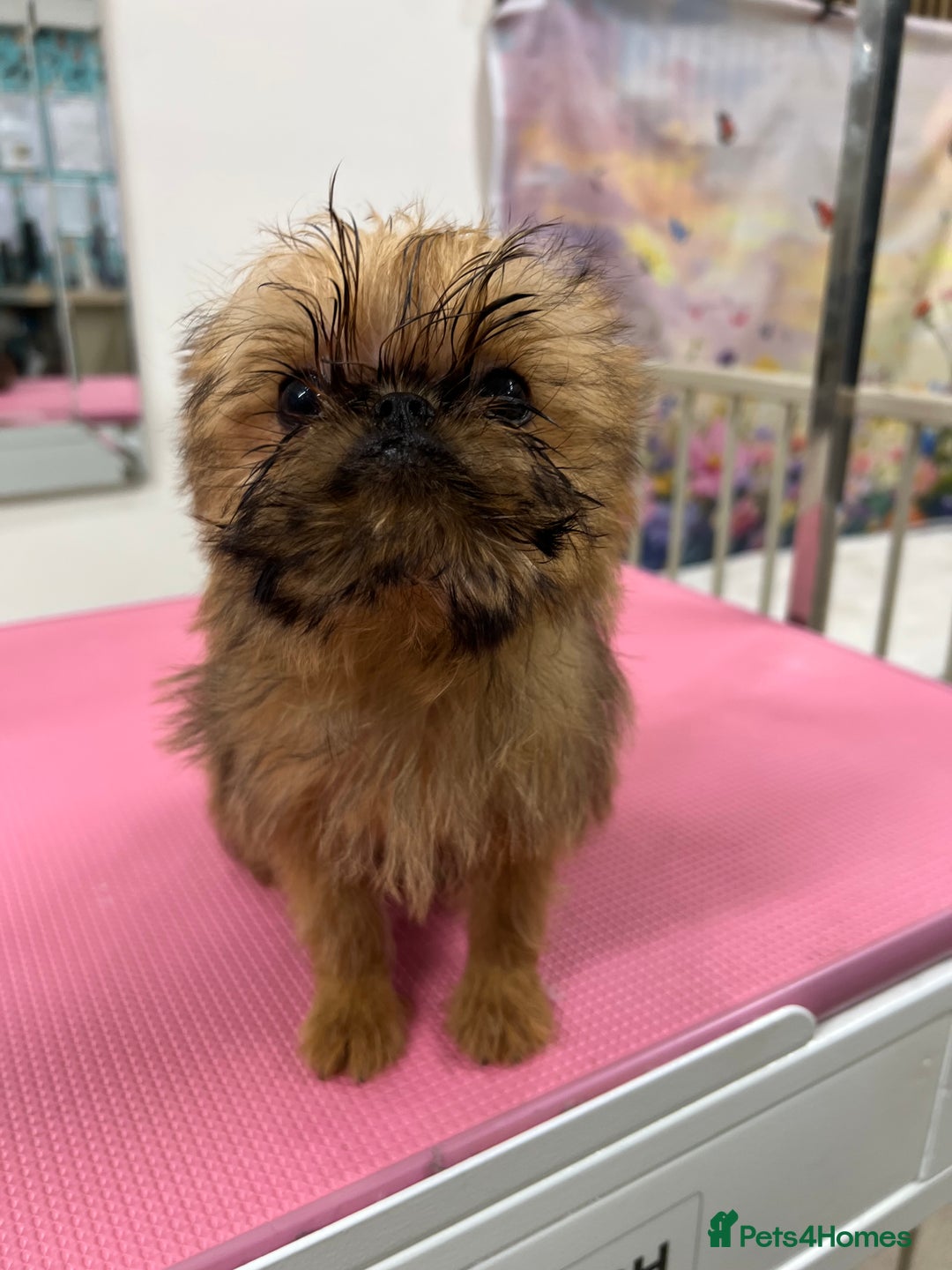 Griffon Bruxellois dogs for sale: Stunning red rough puppy  - Image 2