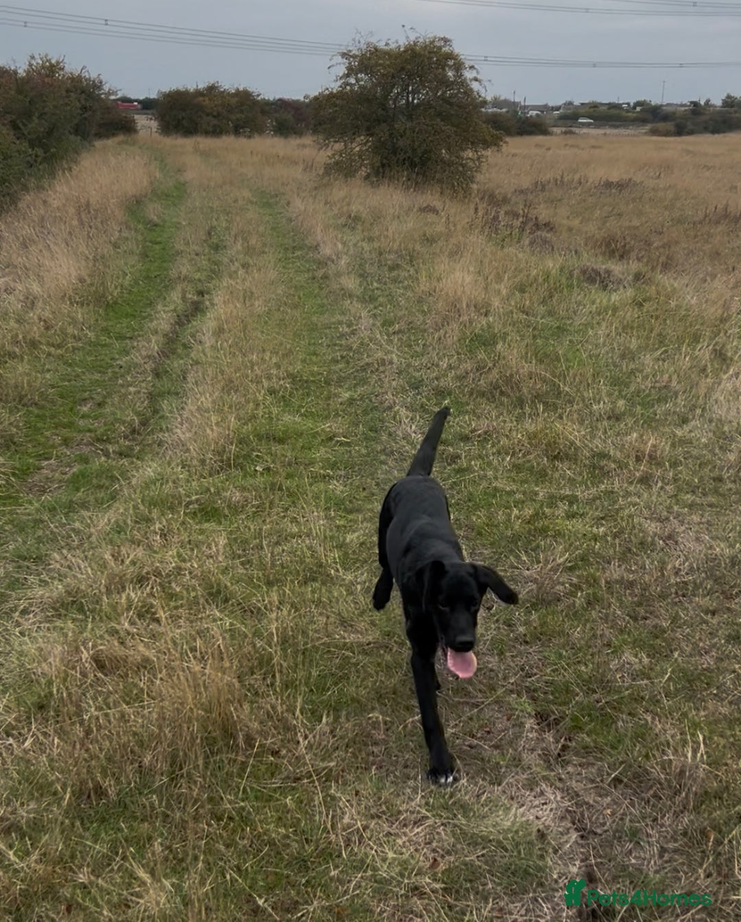 Labrador Retriever dogs for sale: 5 month old Labrador, Raven ❤️ - Image 4