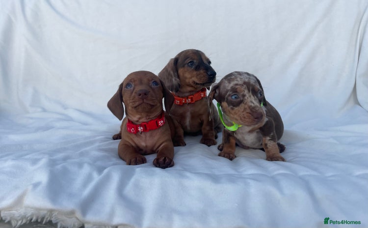 Miniature Dachshund dogs - Advert 4