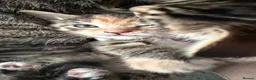 Mixed Breed cats for sale: Tabby kittens looking for a loving home  - Advert 2