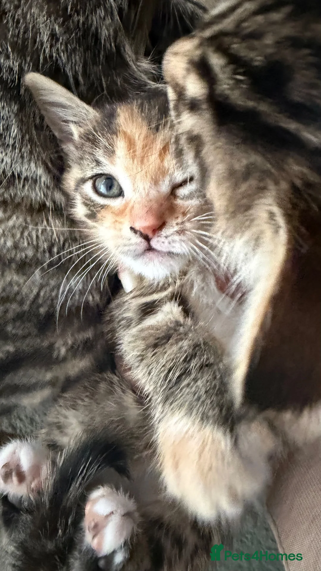 Mixed Breed cats for sale: Tabby kittens looking for a loving home  - Advert 2