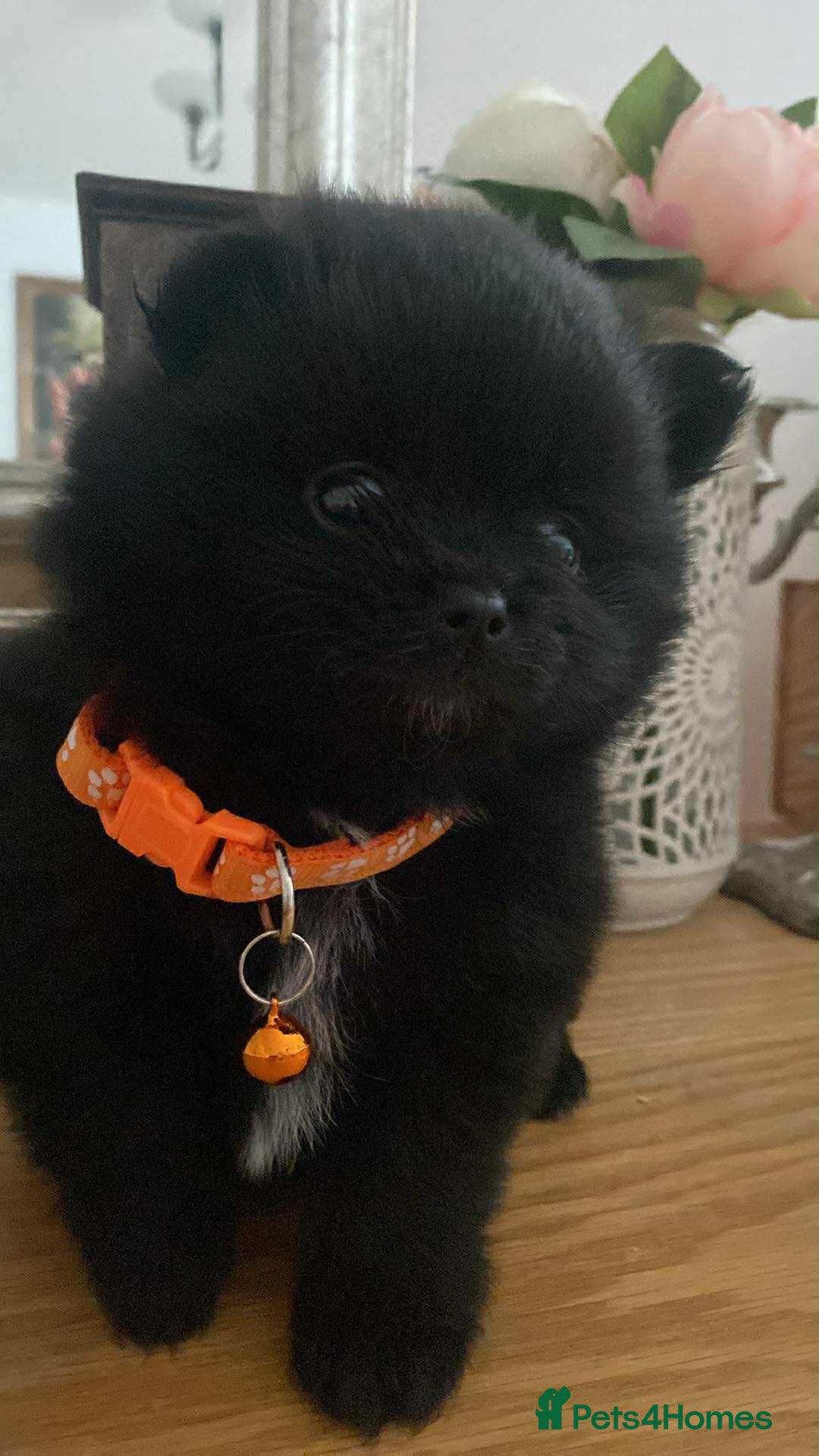 Pomeranian dogs for sale: Pomeranian puppies  - Image 32