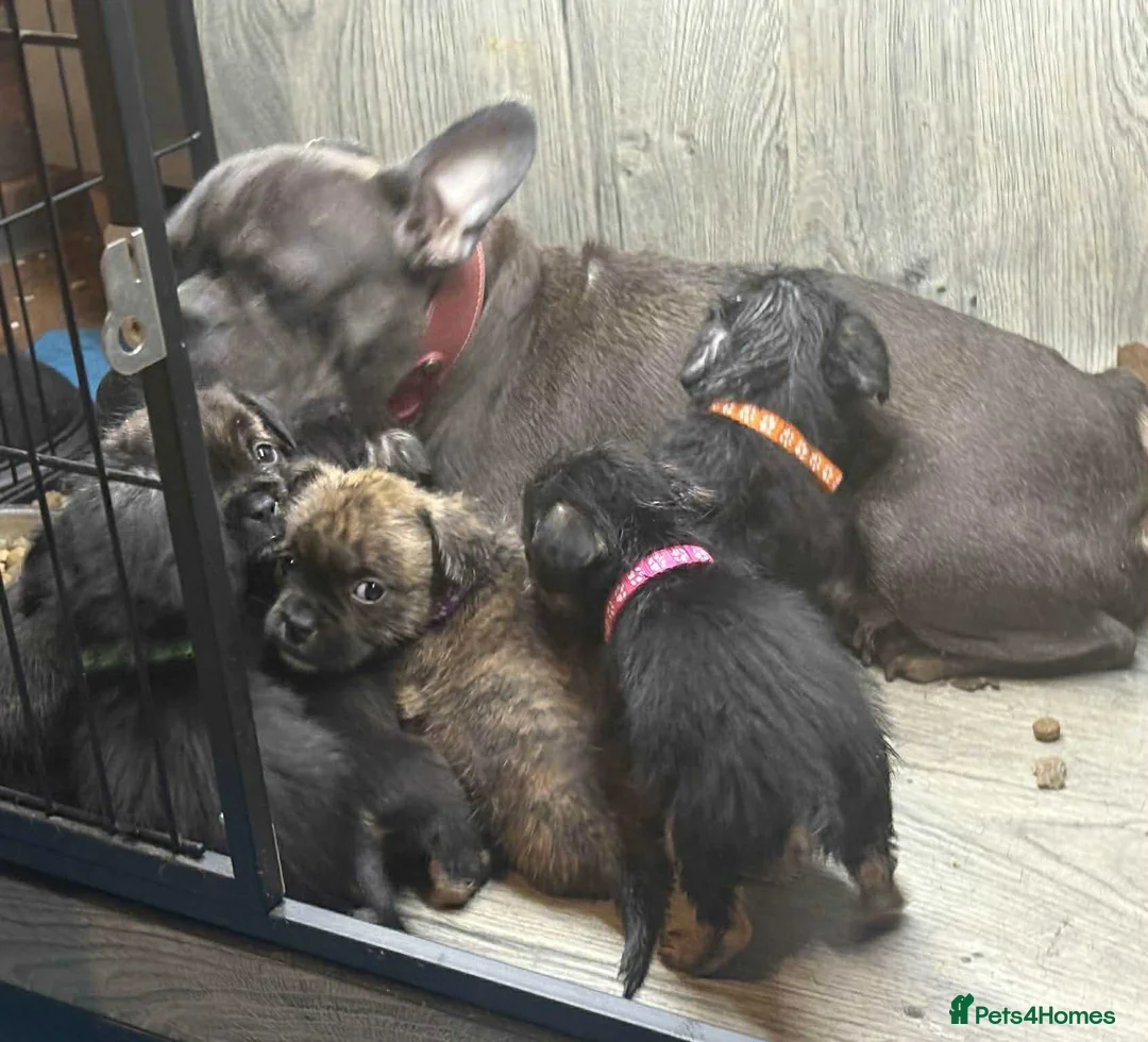 Mixed Breed dogs for sale: 1 French bulldog cross pup left  - Advert 38