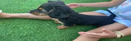 Dachshund dogs for sale: KC REG long haired miniature dachshund - Advert 7