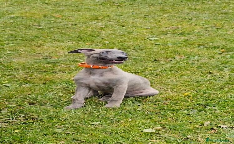 Whippet dogs - Advert 1