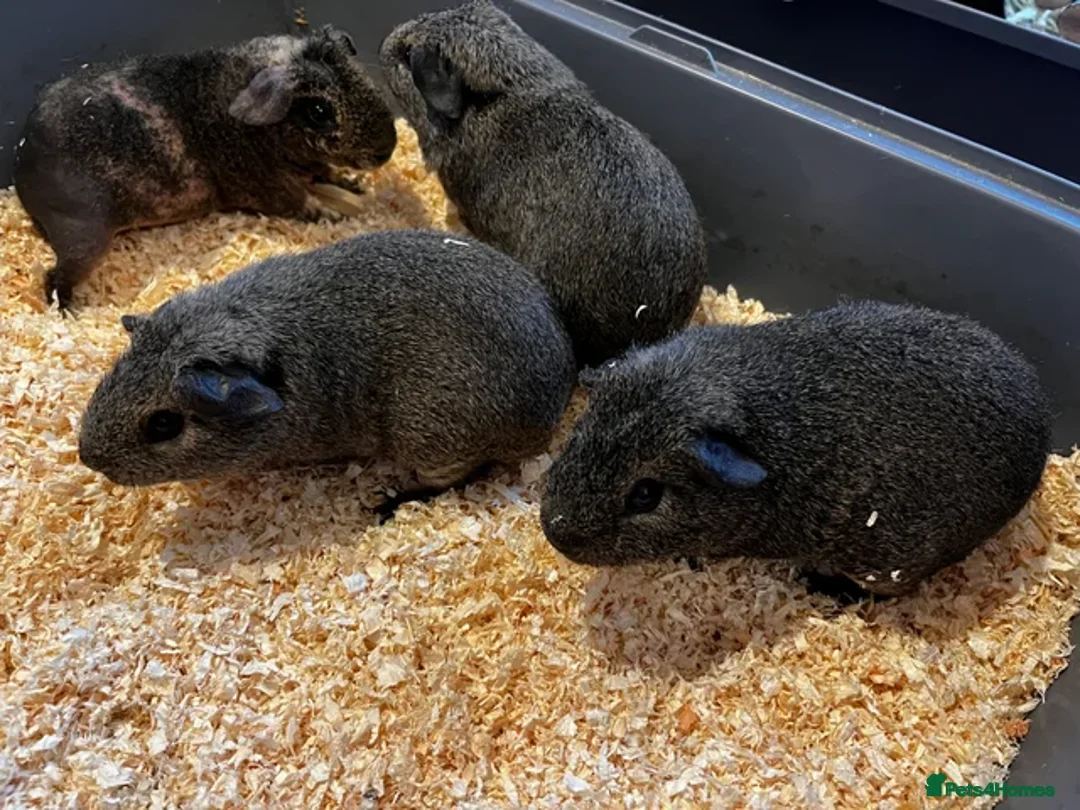 Guinea Pig rodents for sale: Baby Guinea Pigs - Advert 2