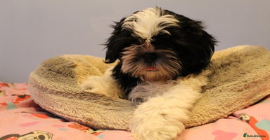 Shih Tzu dogs - Advert 12