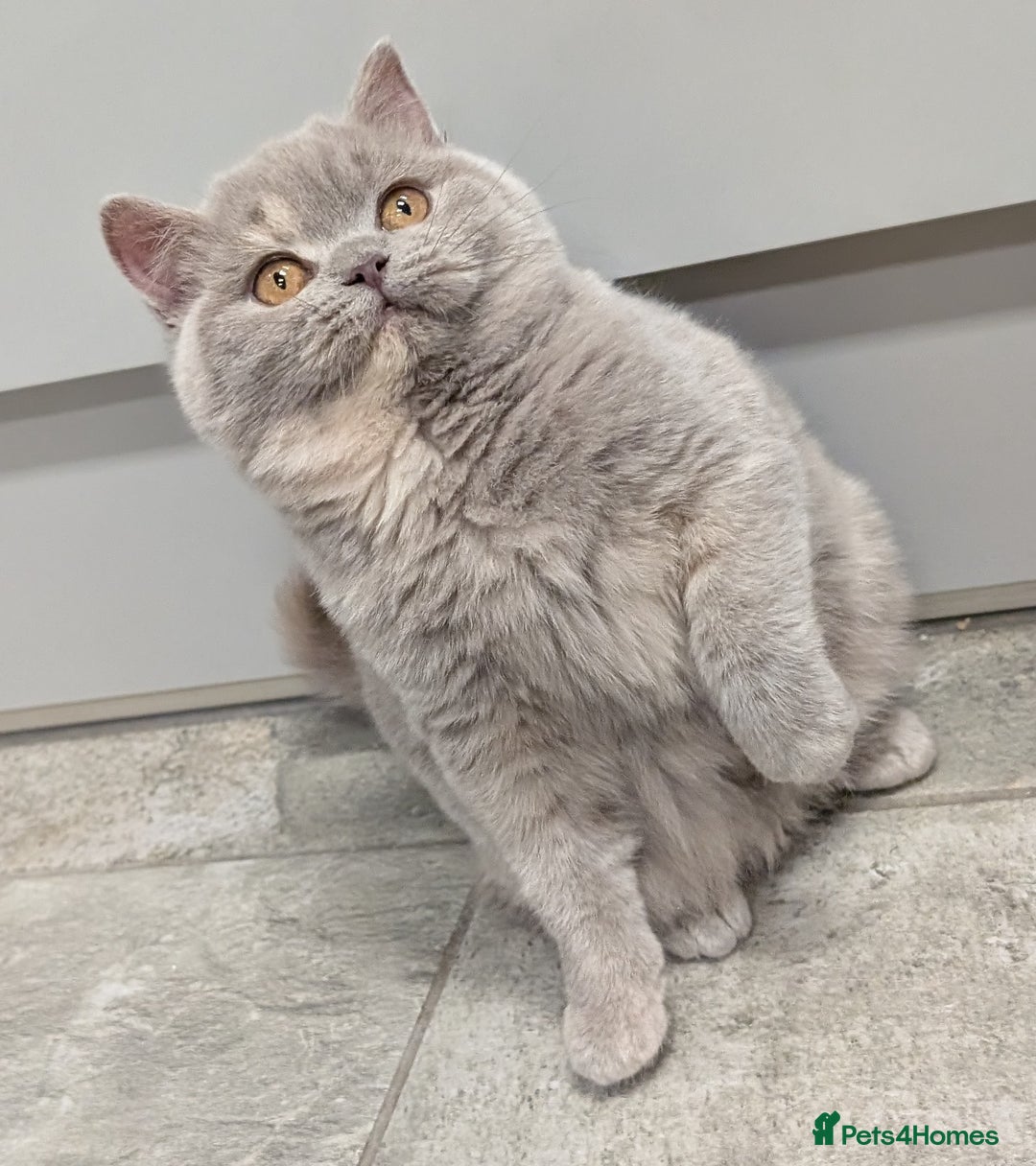 British Shorthair cats for sale: Gorgeous British shorthair kittens  - Advert 20