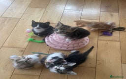Mixed Breed cats for sale: 6 kittens for sale  - Image 1