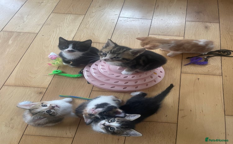 Mixed Breed cats - Advert 6