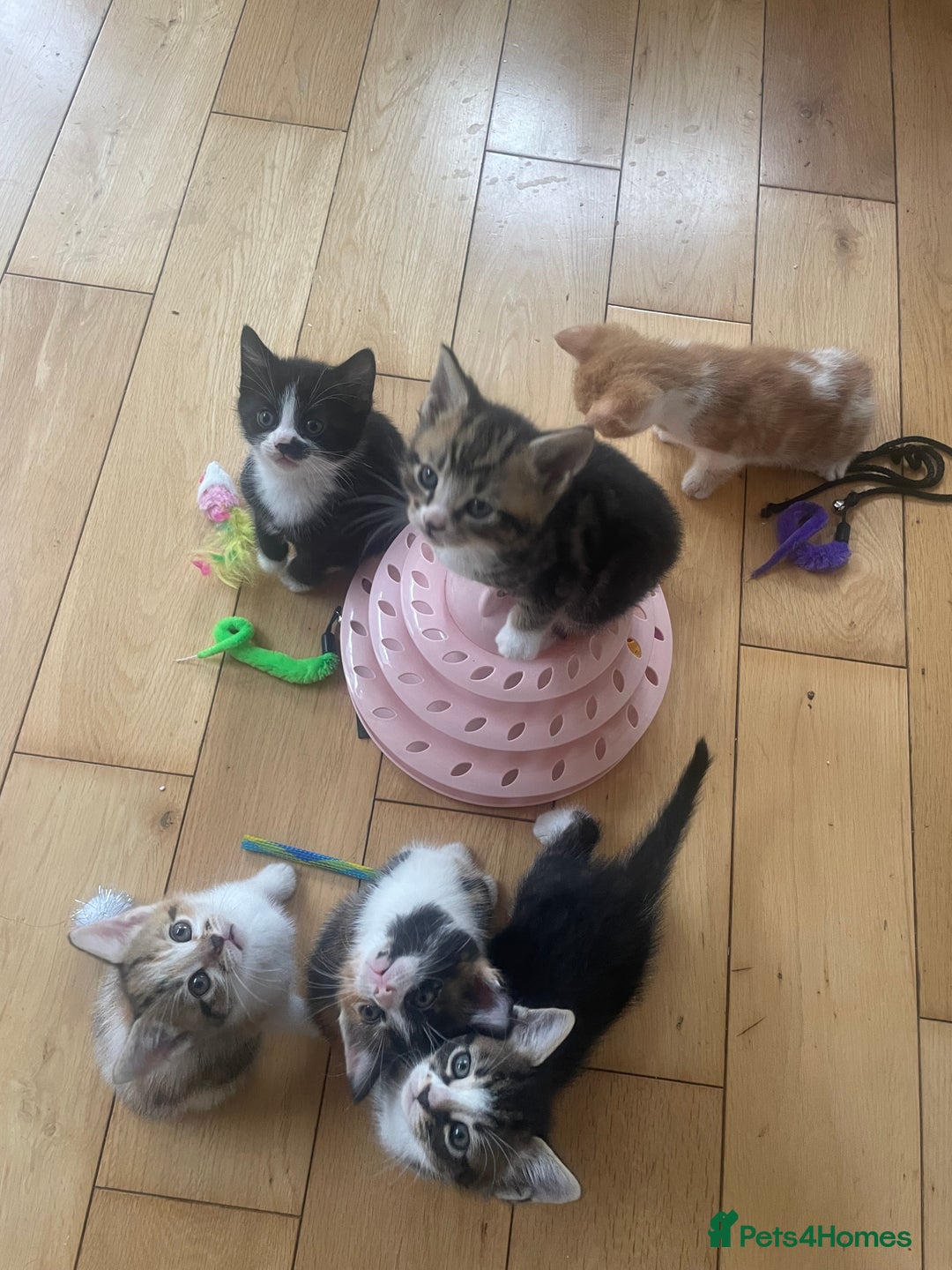 Mixed Breed cats for sale: 6 kittens for sale  - Image 1