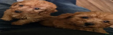 Cockapoo 2
