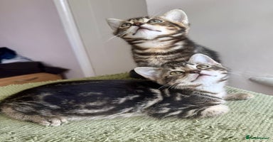 Bengal cats - Advert 2