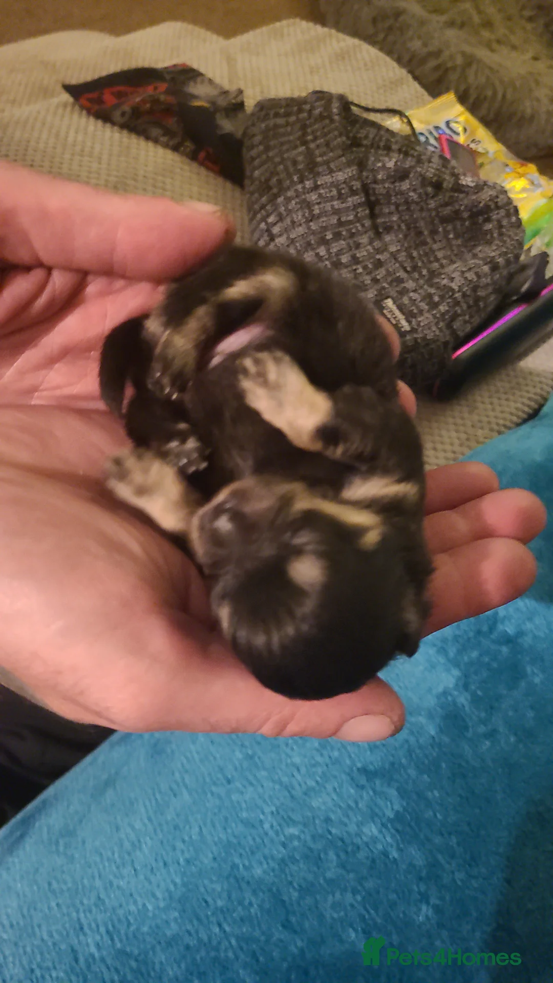 Pomeranian dogs for sale: Kc registered pomeranian puppies - Advert 11