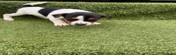 Jack Russell dogs for sale: Stunning Jack Russell‘s in Liskeard - Advert 12