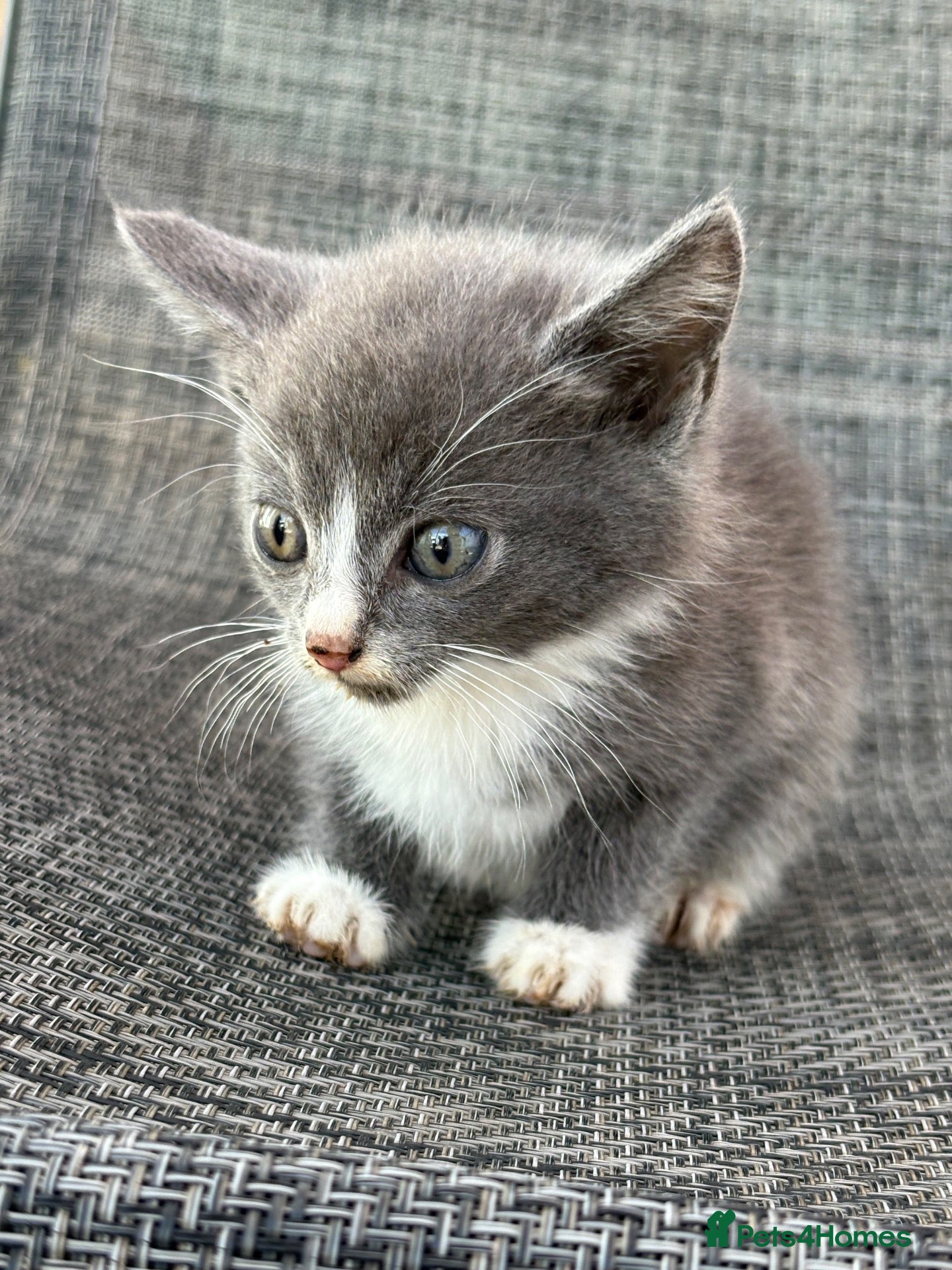 Mixed Breed cats Gorgeous female kitten - Advert 2
