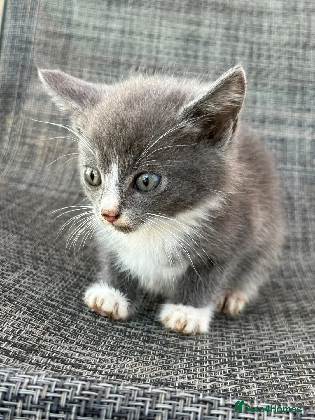 Mixed Breed cats for sale: Gorgeous female kitten - Advert 1