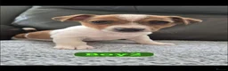 Jackshund dogs for sale: Jack russles X Dachund  in Wigan - Advert 2
