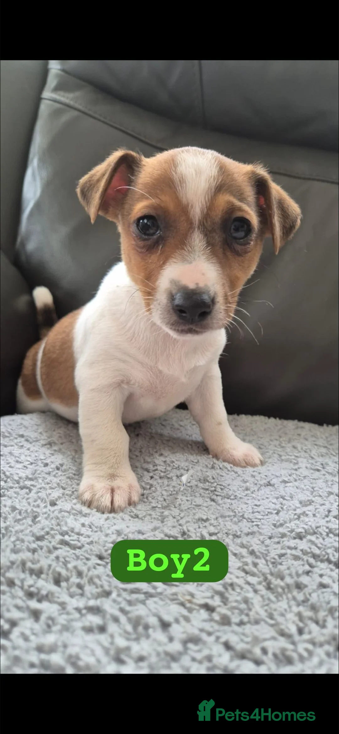 Jackshund dogs for sale: Jack russles X Dachund  in Wigan - Advert 2