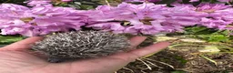 Pygmy Hedgehog rodents for sale: 9 week hoglets/ full masked/ reverse pinto READY   - Advert 15