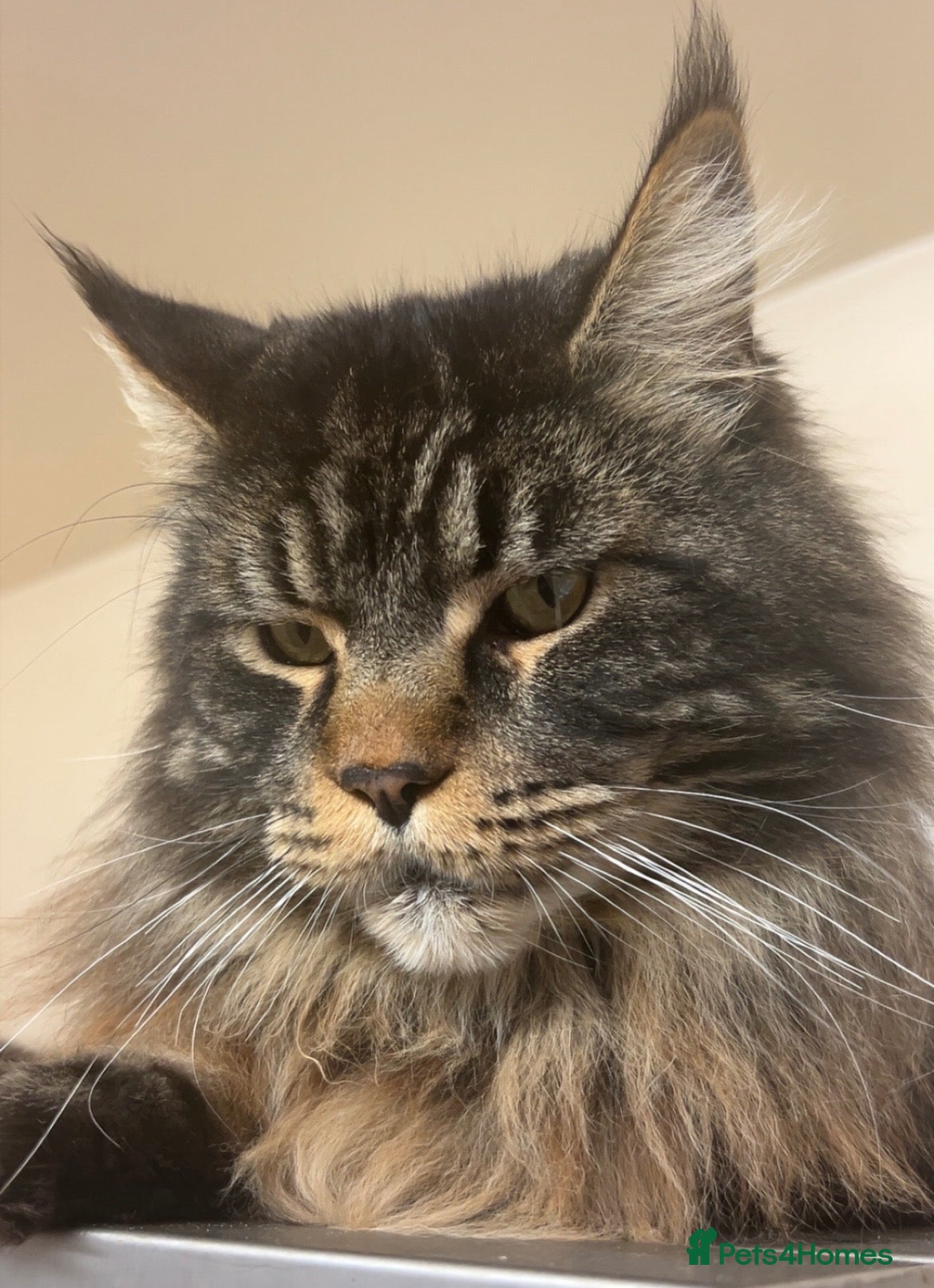 Maine Coon cats Maine Coon Kittens For Sale! 🐾 - Advert 15