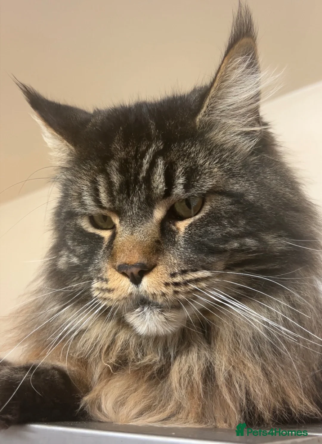 Maine Coon cats for sale: Maine Coon Kittens For Sale! 🐾 - Advert 8