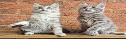 Maine Coon cats for sale: 2 Beautiful Maine coon kittens - Advert 6