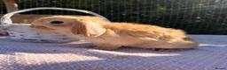Mini Lop rabbits for sale:  Gorgeous mini Lop babies  - Advert 3