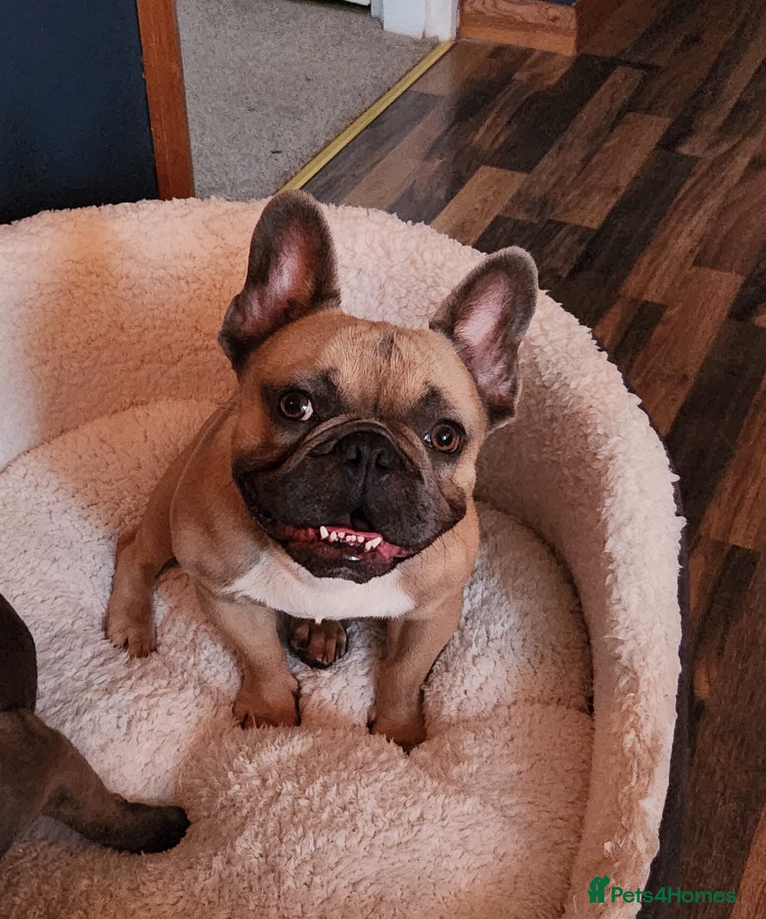 French Bulldog dogs 5yo Proven French Bulldog Stud – Lilac Gene - Advert 1