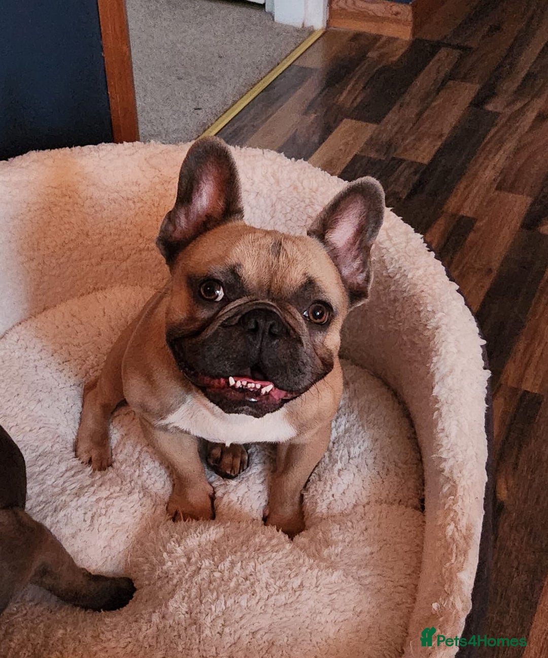 French Bulldog dogs for stud: 5yo Proven French Bulldog Stud – Lilac Gene - Advert 1