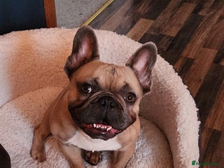 French Bulldog dogs 5yo Proven French Bulldog Stud – Lilac Gene - Advert 1