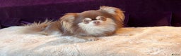 Chihuahua dogs for stud: Thailand imported chihuahua boy stud only in Doncaster - Advert 6
