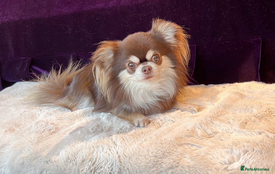 Chihuahua dogs for stud: Thailand imported chihuahua boy stud only in Doncaster - Advert 6