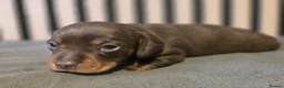 Miniature Dachshund dogs for sale: Pedigree miniature Dachshund baby girls - Advert 17