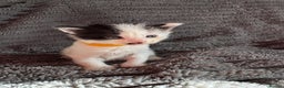 British Longhair cats for sale: 3 Kittens for sale needs to be good homes - Advert 2