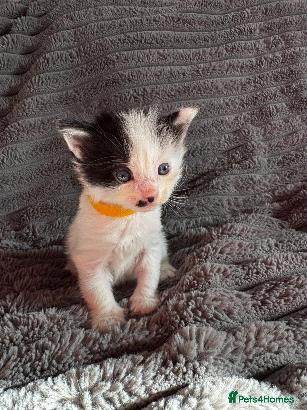 British Longhair cats for sale: 3 Kittens for sale needs to be good homes - Advert 2