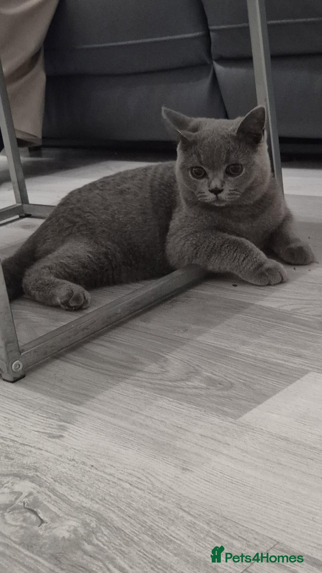 British Shorthair cats British Shorthair - Noor  - Advert 1