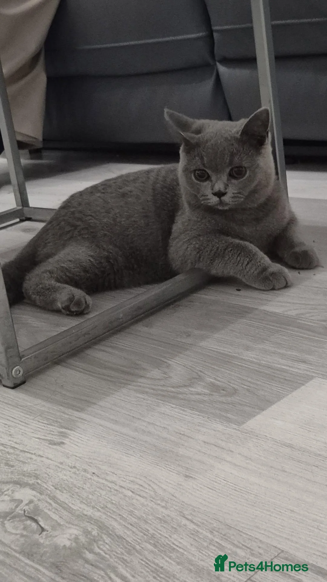 British Shorthair cats for sale: British Shorthair - Noor  - Advert 1