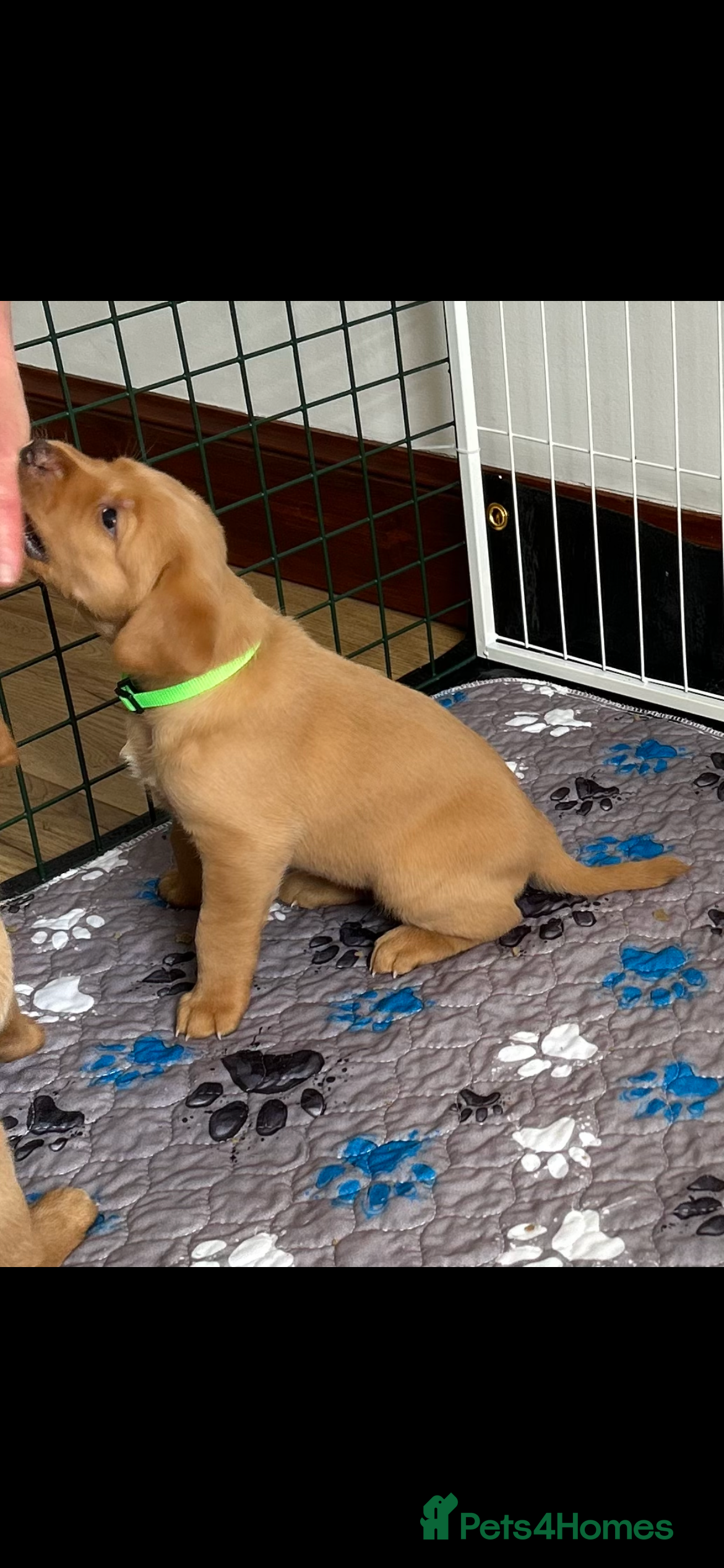 Labrador Retriever Puppy 3