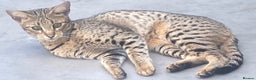 Savannah cats for sale: Savannah F2 Cross - Advert 5