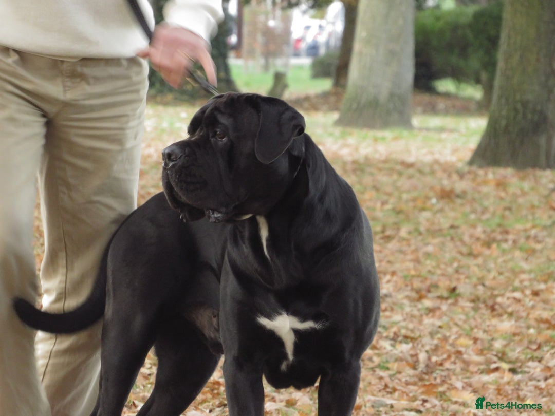 Cane Corso dogs for stud: Thor health tested proven Cane Corso for stud !!! in Cleethorpes - Advert 23