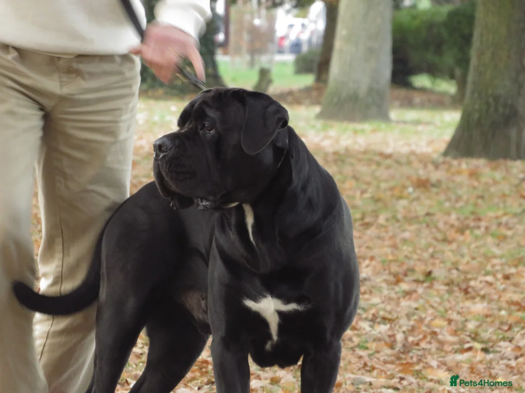 Cane Corso dogs for stud: Thor health tested proven Cane Corso for stud !!! in Cleethorpes - Advert 23