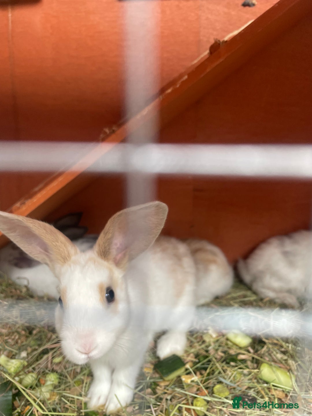 Mixed Breed rabbits for sale: Mixed breed baby rabbits  - Image 8