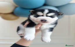 Pomsky dogs for sale: Blue-Eyed Pomskies Seeking Their Forever Homes 💫 - Image 2